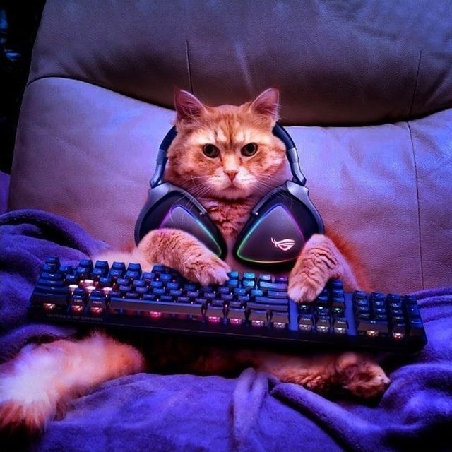switch technology on instagram 😺o gato gamer! o miar da vitória🥇 qual o jogo que não te sai da cabeça todo o dia